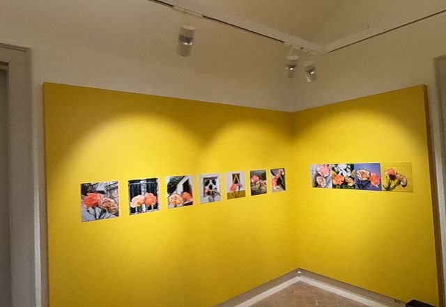 A gallery wall of framed photographs lit by track lighting